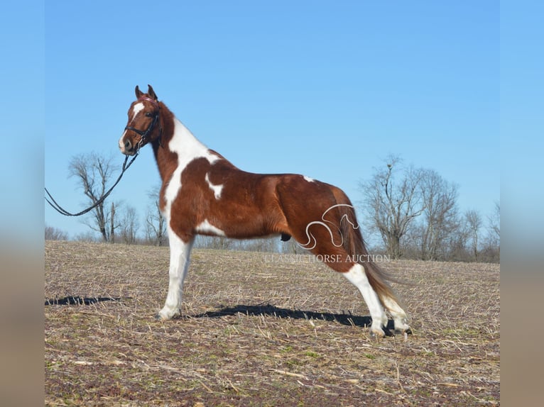 Tennessee konia Wałach 7 lat 142 cm Tobiano wszelkich maści in Hustonville, KY