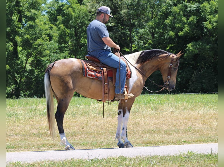 Tennessee konia Wałach 7 lat 152 cm Tobiano wszelkich maści in Sanaroa Ky