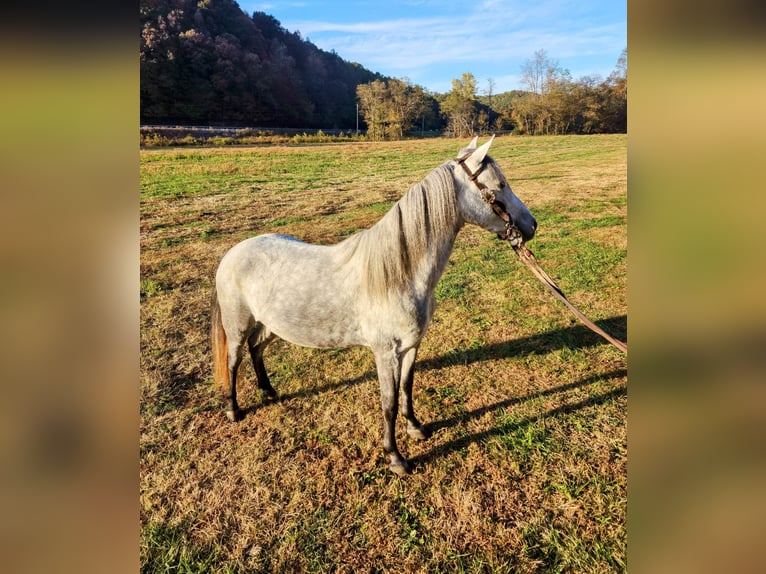 Tennessee konia Wałach 7 lat Siwa in West Liberty KY