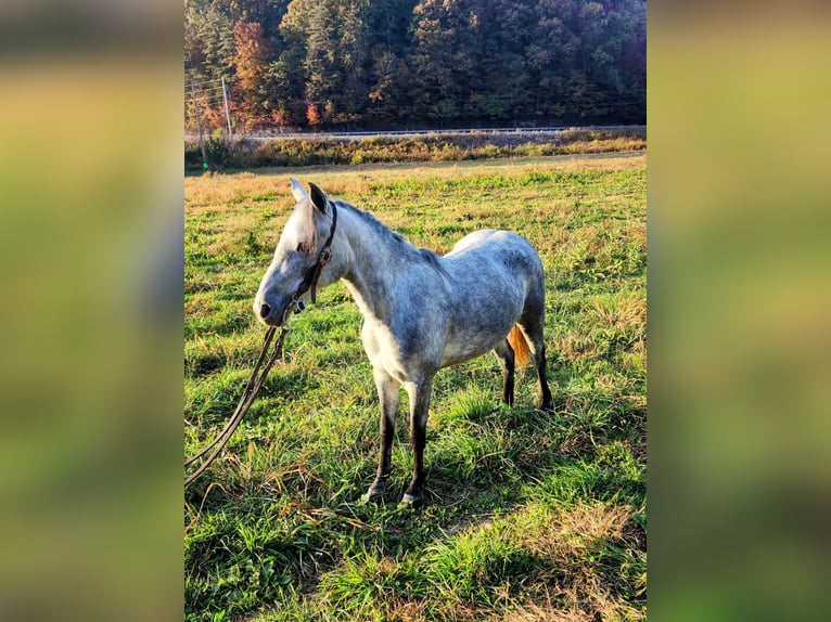 Tennessee konia Wałach 7 lat Siwa in West Liberty KY