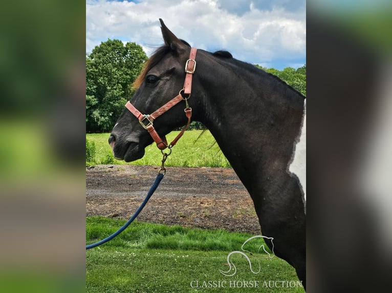 Tennessee konia Wałach 8 lat 142 cm Tobiano wszelkich maści in Tionesta, PA