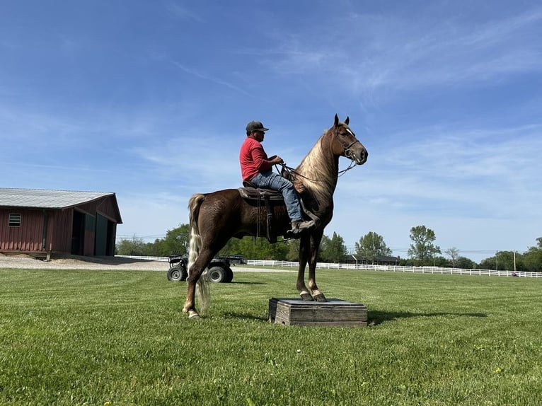 Tennessee konia Wałach 8 lat 163 cm Ciemnokasztanowata in Lewisburg, TN