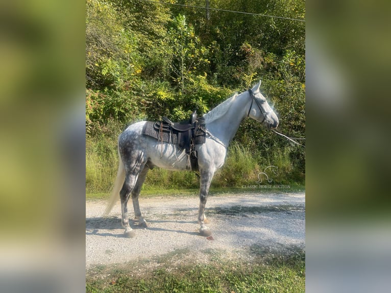 Tennessee konia Wałach 8 lat 163 cm Siwa in Campton, KY