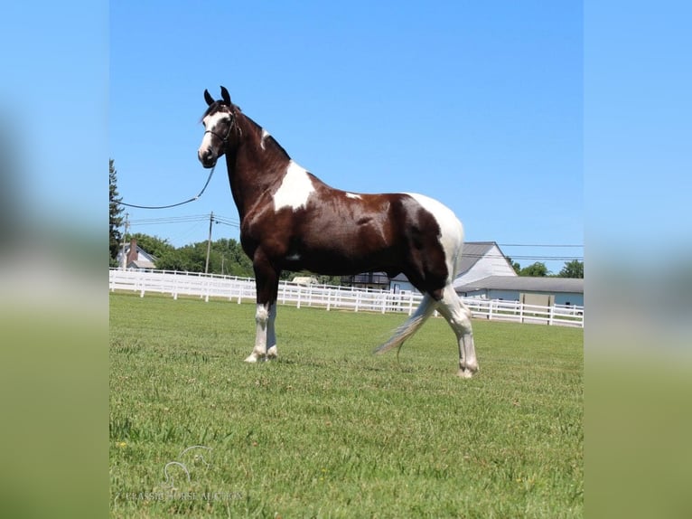 Tennessee konia Wałach 8 lat 173 cm Tobiano wszelkich maści in Lewisburg, TN