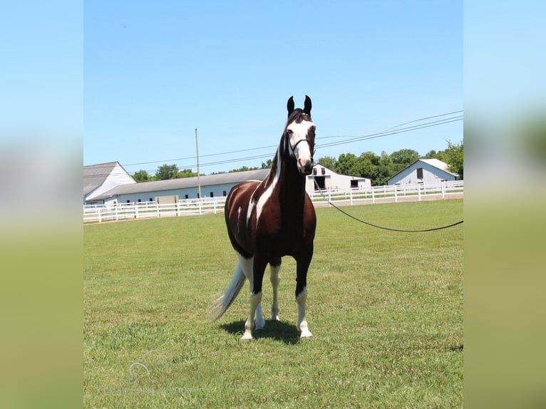 Tennessee konia Wałach 8 lat 173 cm Tobiano wszelkich maści in Lewisburg, TN