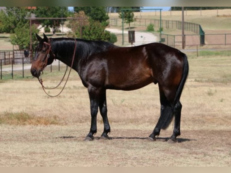 Tennessee konia Wałach 8 lat Gniada in Cleburne TX