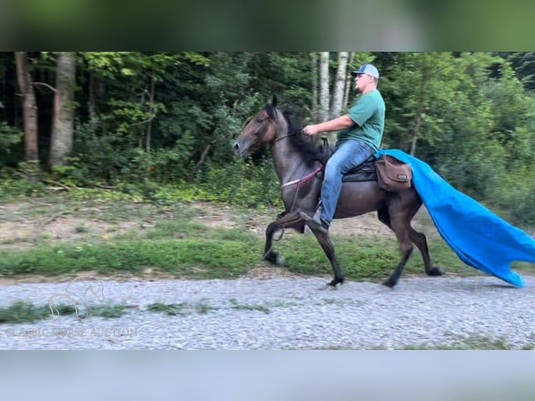 Tennessee konia Wałach 9 lat 142 cm Gniadodereszowata in Rockholds, KY