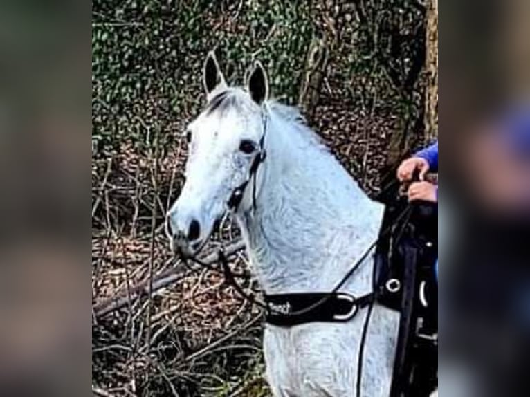 Tennessee konia Wałach 9 lat 142 cm Siwa in Otis Orchards, WA
