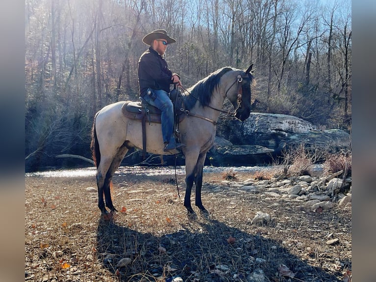 Tennessee konia Wałach 9 lat 147 cm Karodereszowata in Whitley City KY