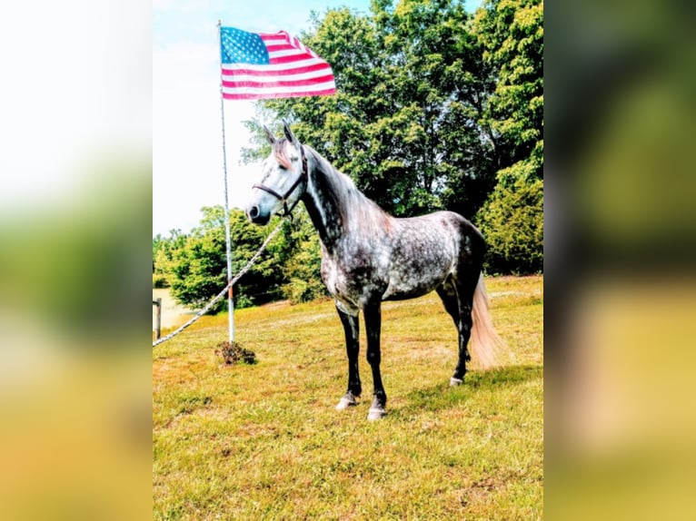 Tennessee konia Wałach 9 lat 152 cm Siwa in Columbia KY