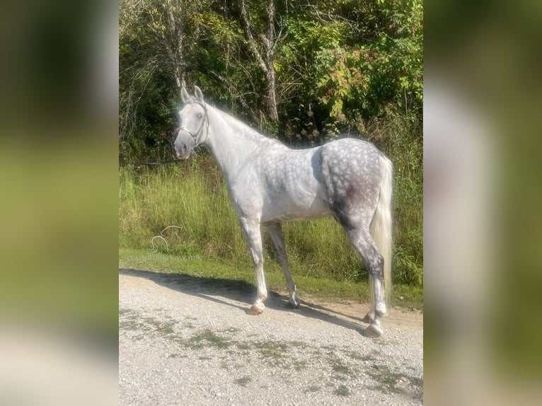 Tennessee konia Wałach 9 lat 163 cm Siwa in Campton, KY