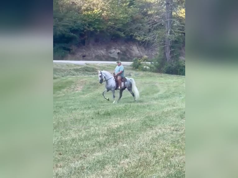 Tennessee konia Wałach 9 lat 163 cm Siwa in Campton, KY