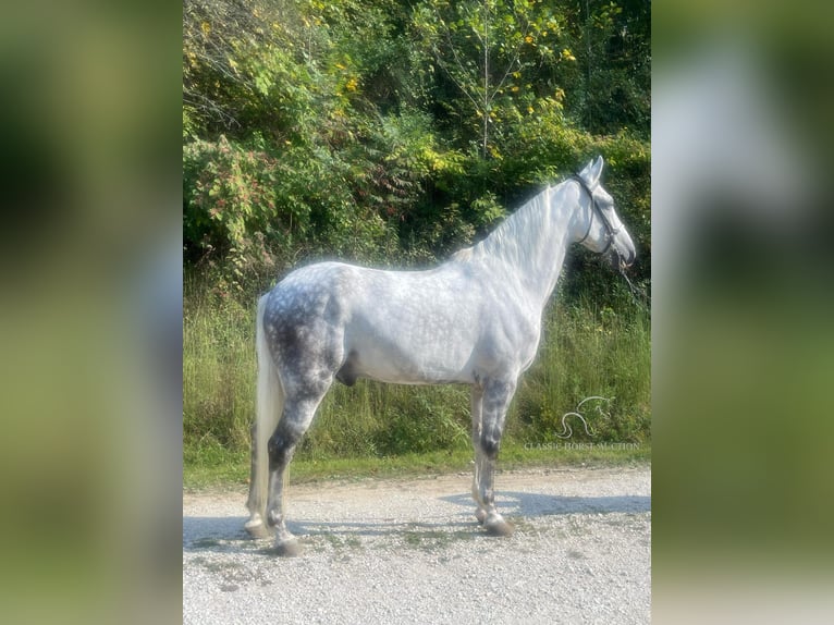 Tennessee konia Wałach 9 lat 163 cm Siwa in Campton, KY