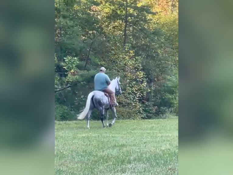 Tennessee konia Wałach 9 lat 163 cm Siwa in Campton, KY