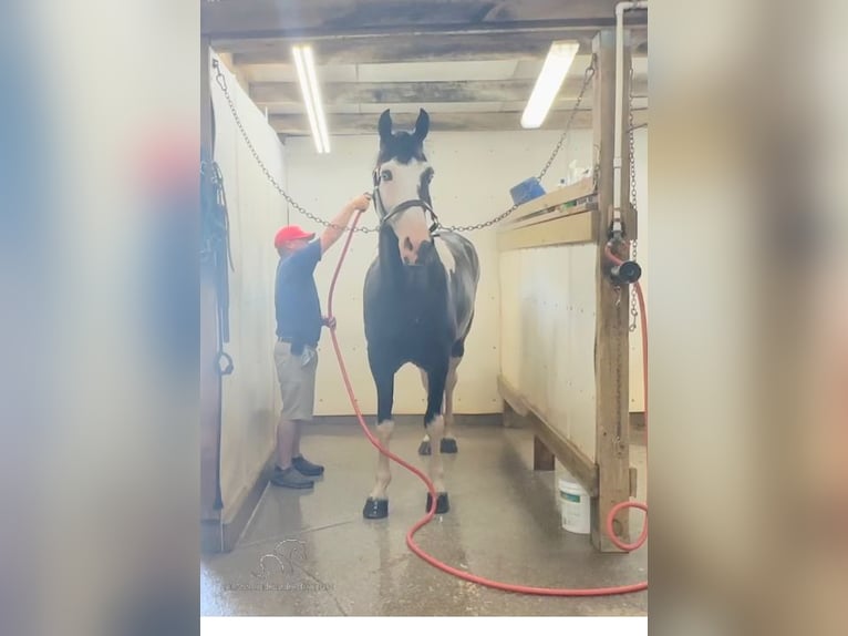 Tennessee konia Wałach 9 lat 173 cm Tobiano wszelkich maści in Lewisburg, TN