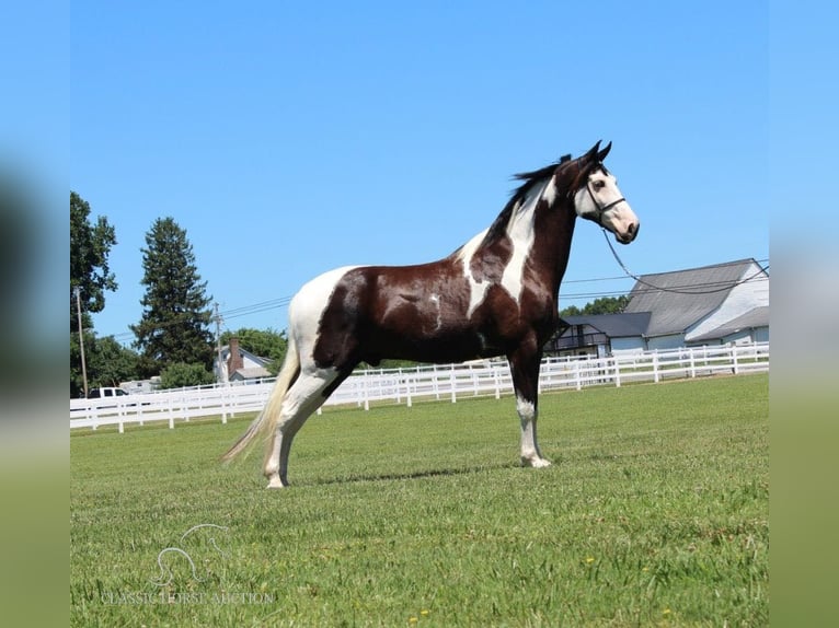 Tennessee konia Wałach 9 lat 173 cm Tobiano wszelkich maści in Lewisburg, TN