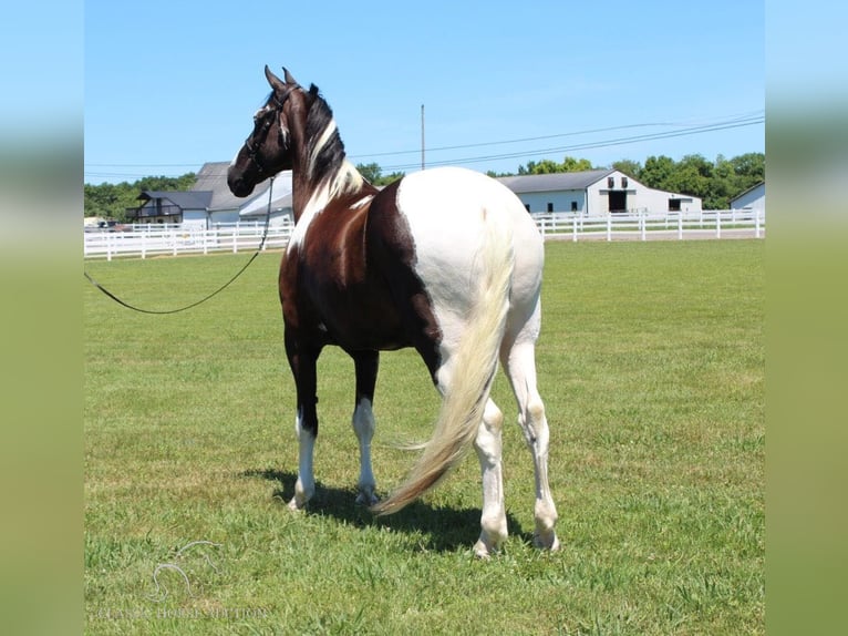 Tennessee konia Wałach 9 lat 173 cm Tobiano wszelkich maści in Lewisburg, TN