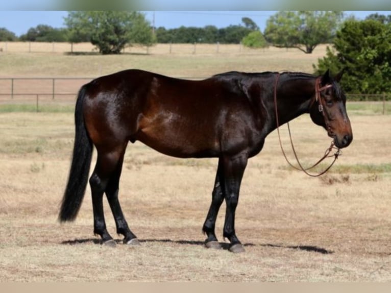 Tennessee konia Wałach 9 lat Gniada in Cleburne TX