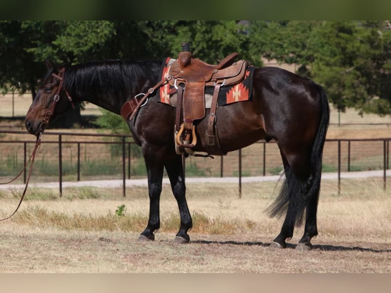 Tennessee konia Wałach 9 lat Gniada in Cleburne TX