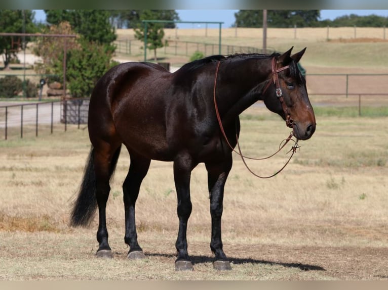 Tennessee konia Wałach 9 lat Gniada in Cleburne TX