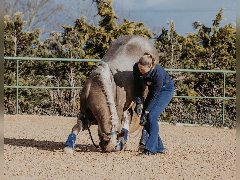 Tennessee konia Wałach 9 lat in Spalt