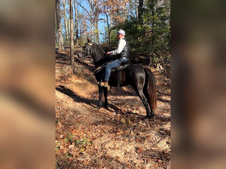 Tennessee walking horse Caballo castrado 10 años 142 cm Negro in LONDON,KY