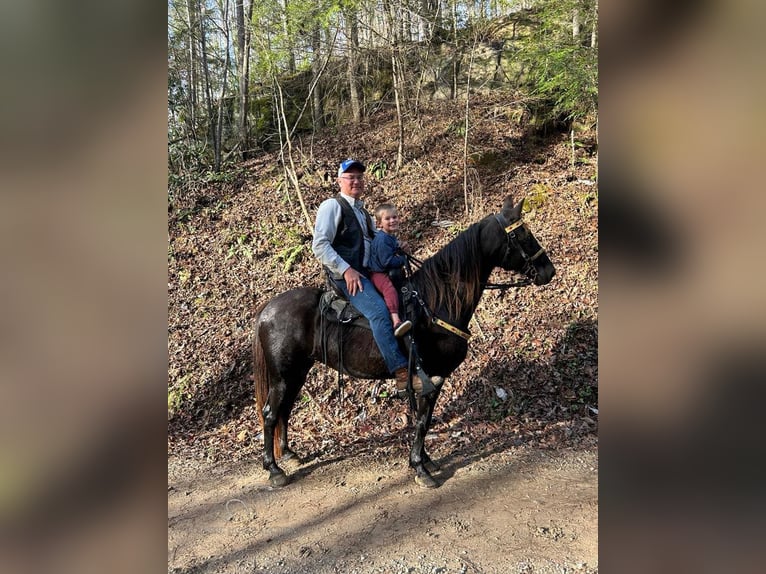 Tennessee walking horse Caballo castrado 10 años 142 cm Negro in LONDON,KY