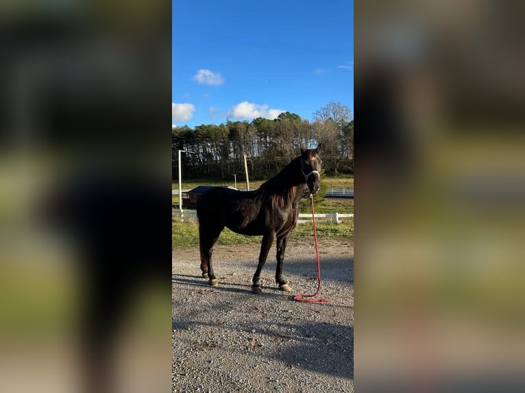 Tennessee walking horse Caballo castrado 10 años 142 cm Negro in LONDON,KY