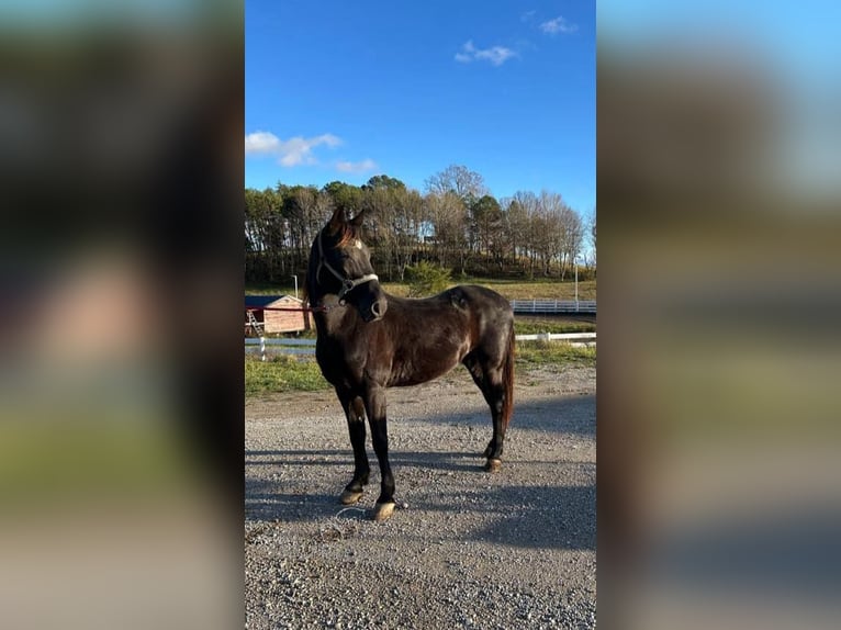 Tennessee walking horse Caballo castrado 10 años 142 cm Negro in LONDON,KY