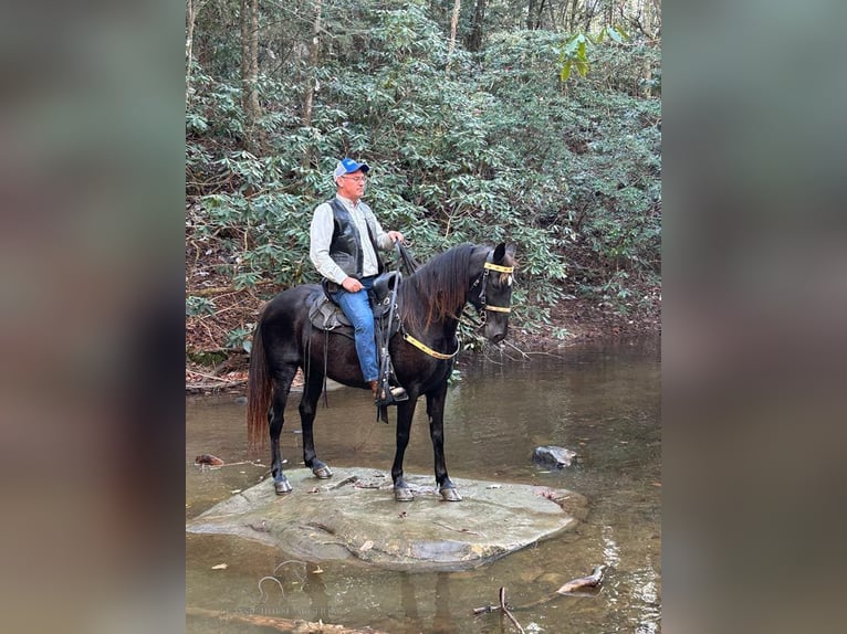 Tennessee walking horse Caballo castrado 10 años 142 cm Negro in LONDON,KY