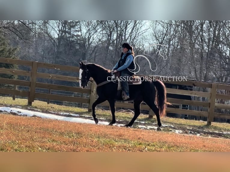 Tennessee walking horse Caballo castrado 10 años 142 cm Negro in Lewisburg, TN