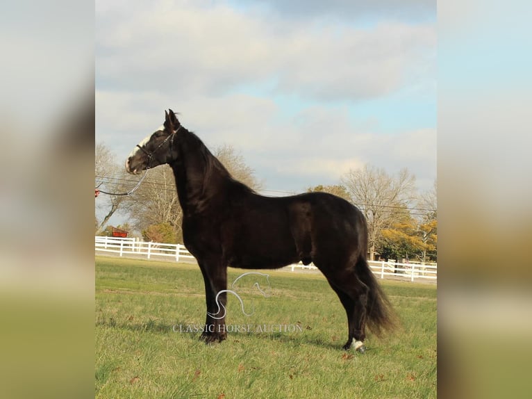 Tennessee walking horse Caballo castrado 10 años 142 cm Negro in Lewisburg, TN