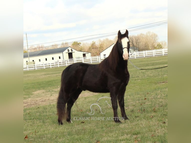 Tennessee walking horse Caballo castrado 10 años 142 cm Negro in Lewisburg, TN