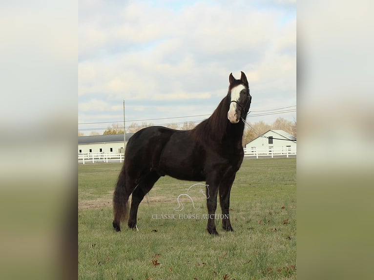 Tennessee walking horse Caballo castrado 10 años 142 cm Negro in Lewisburg, TN