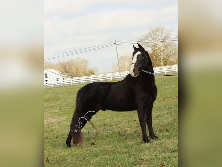 Tennessee walking horse Caballo castrado 10 años 142 cm Negro in Lewisburg, TN