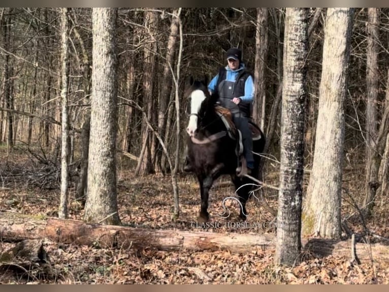 Tennessee walking horse Caballo castrado 10 años 142 cm Negro in Lewisburg, TN