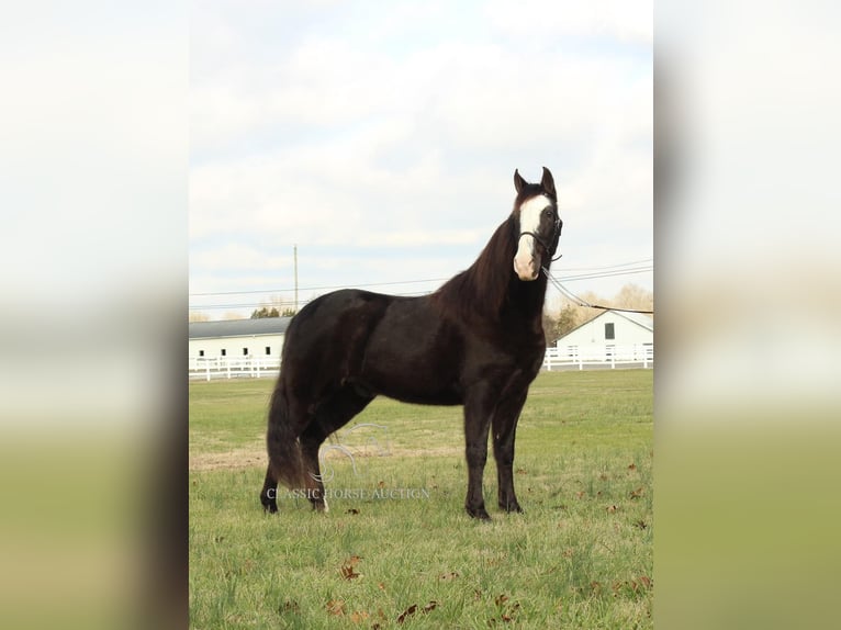 Tennessee walking horse Caballo castrado 10 años 142 cm Negro in Lewisburg, TN