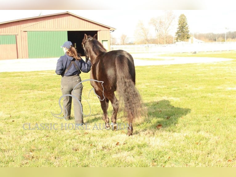 Tennessee walking horse Caballo castrado 10 años 142 cm Negro in Lewisburg, TN