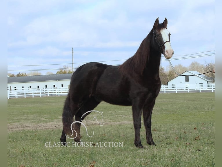 Tennessee walking horse Caballo castrado 10 años 142 cm Negro in Lewisburg, TN