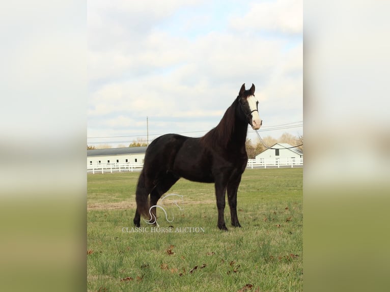 Tennessee walking horse Caballo castrado 10 años 142 cm Negro in Lewisburg, TN