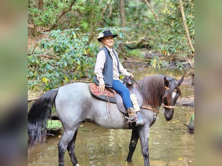 Tennessee walking horse Caballo castrado 10 años 142 cm Ruano azulado in London, KY