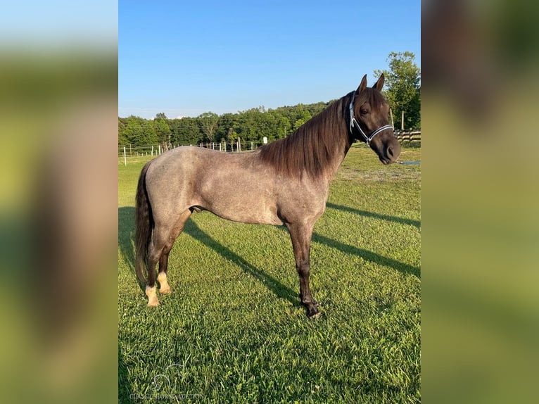 Tennessee walking horse Caballo castrado 10 años 142 cm Ruano azulado in London, KY