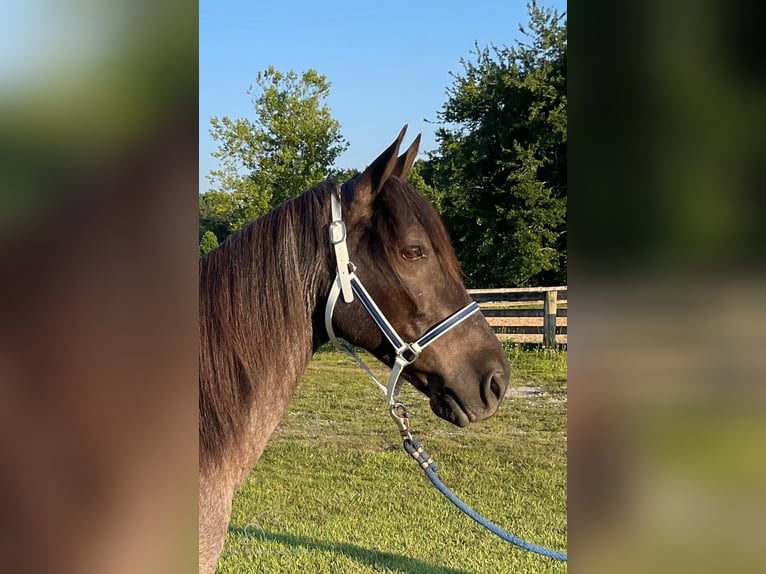 Tennessee walking horse Caballo castrado 10 años 142 cm Ruano azulado in London, KY