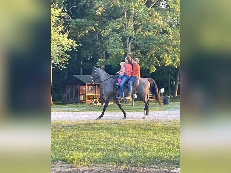 Tennessee walking horse Caballo castrado 10 años 142 cm Ruano azulado in London, KY