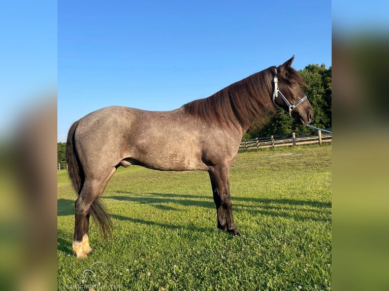 Tennessee walking horse Caballo castrado 10 años 142 cm Ruano azulado in London, KY