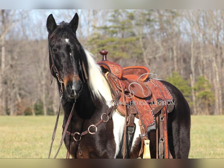 Tennessee walking horse Caballo castrado 10 años 142 cm Tobiano-todas las-capas in Whitley City, KY