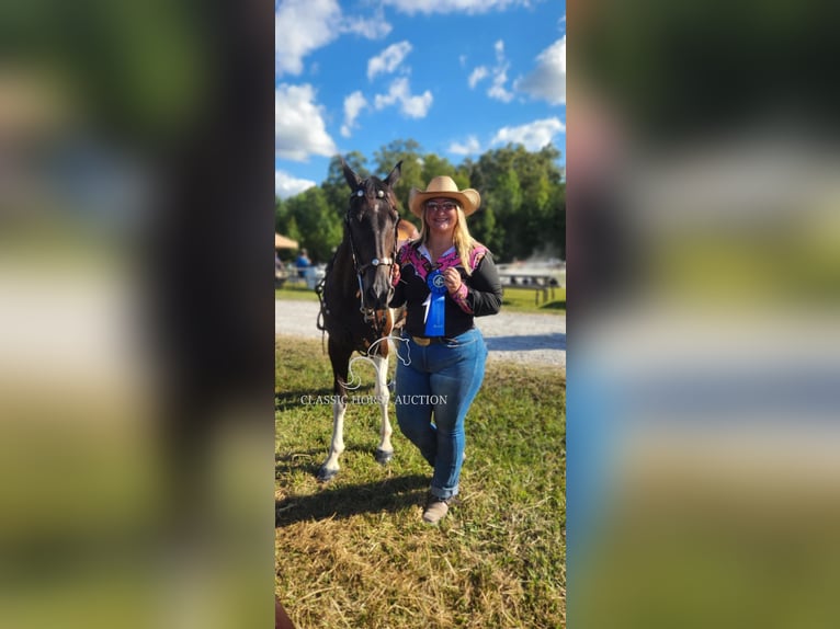 Tennessee walking horse Caballo castrado 10 años 142 cm Tobiano-todas las-capas in Whitley City, KY