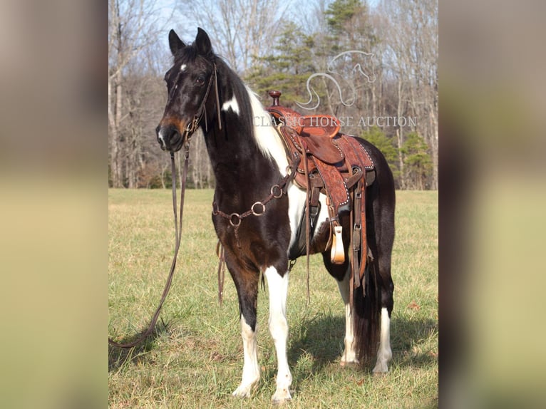 Tennessee walking horse Caballo castrado 10 años 142 cm Tobiano-todas las-capas in Whitley City, KY