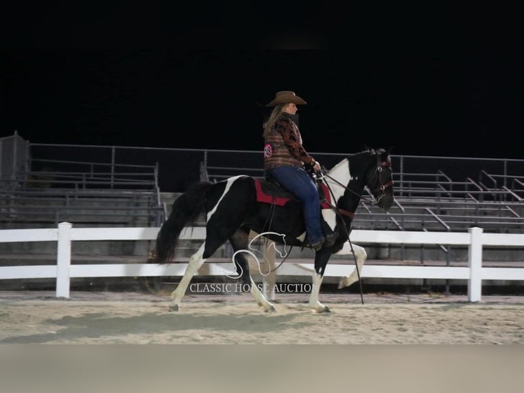 Tennessee walking horse Caballo castrado 10 años 142 cm Tobiano-todas las-capas in Whitley City, KY