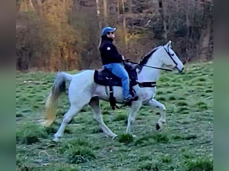 Tennessee walking horse Caballo castrado 10 años 142 cm Tordo in Otis Orchards, WA